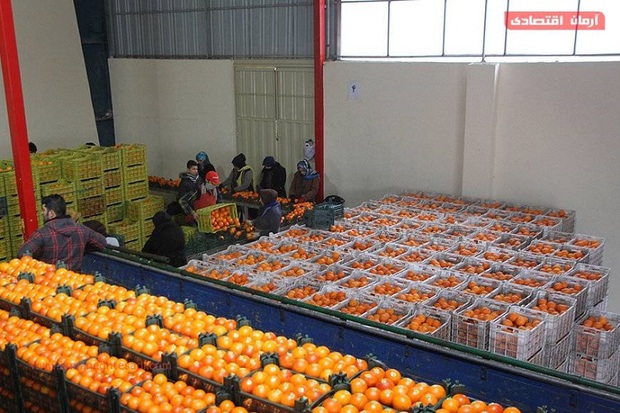115 تن میوه شب عید در بوکان توزیع می شود
