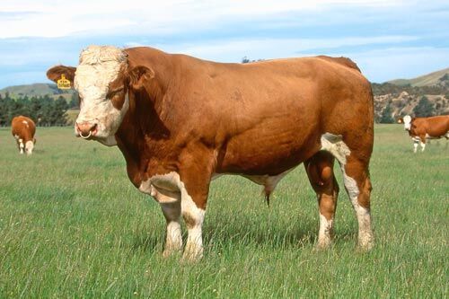 آذربایجان‌غربی به تولیدکننده گاو نژاد آلمانی تبدیل می‌شود