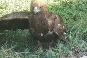 محیط زیست کازرون،عقاب را از گرفتاری درآورد