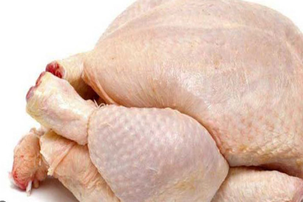 مرغ های مصرفی مردم آنتی بیوتیک و هورمون ندارند