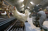 بهبود شاخص‌های پرورش مرغ گوشی در زنجان
