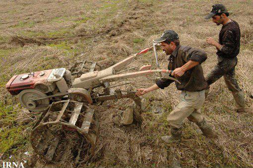 10 درصد  مزارع شالیکاری شهرستان سیاهکل زیر شخم زمستانه رفته اند