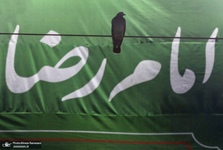 زیارت مخصوصه امام رضا(ع) کدام زیارت است؟/متن زیارت مختصر امام رضا(ع)