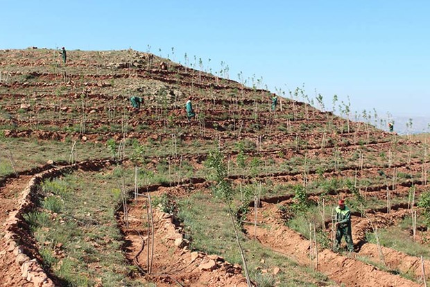2400 هکتار زمین در کردستان جنگل کاری می شود