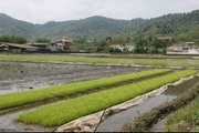 اولین خزانه گیری برنج در املش انجام شد