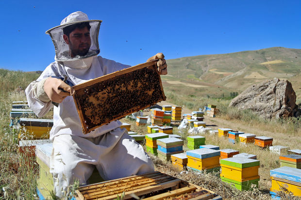 تولید عسل در شهرستان ری ۳۲ درصد افزایش یافت