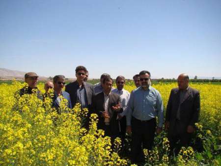 جمعی از کشاورزان شرق استان کرمانشاه از مزرعه نمونه کلزا کنگاور بازدید کردند