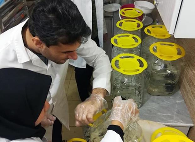 مرکز پرورش زالوی طبی در دانشگاه بوشهر راه اندازی شد