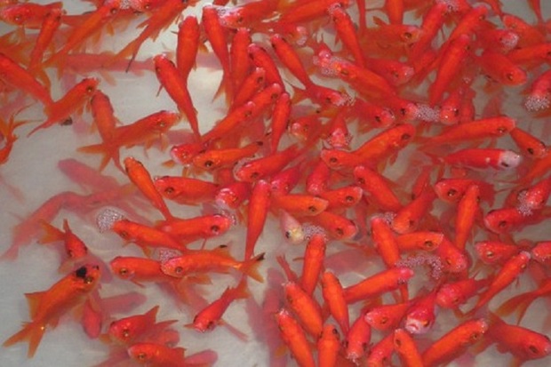 300 هزار قطعه ماهی قرمز به خراسان شمالی حمل می شود