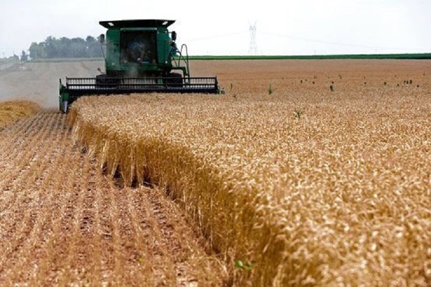 برداشت گندم در کهگیلویه و بویراحمد55درصد کاهش یافت
