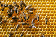 فعالیت ۷۵۳ زنبورستان در خراسان‌جنوبی کام مردم را شیرین کرد