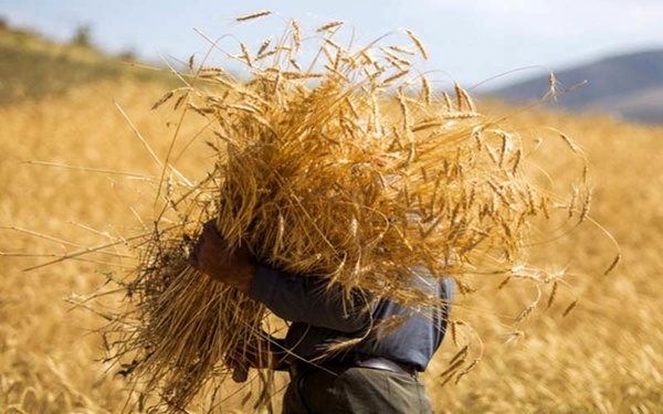 آغاز خرید تضمینی ۱۱۲ هزار تن گندم از کشاورزان کردستانی