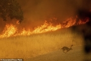 تصاویر/ تخلیه شمال کالیفرنیا به دلیل آتش سوزی بزرگ