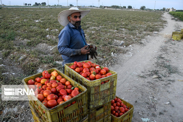۲۴ هزار تن گوجه‌فرنگی در کردستان خریداری شد