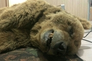 ماجرای کشته شدن خرس ۲۵ ساله در کرمانشاه