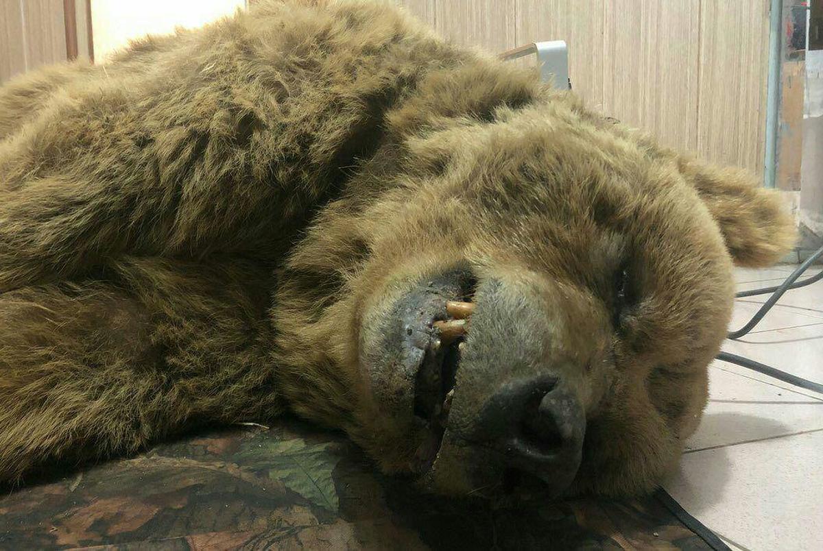 ماجرای کشته شدن خرس ۲۵ ساله در کرمانشاه