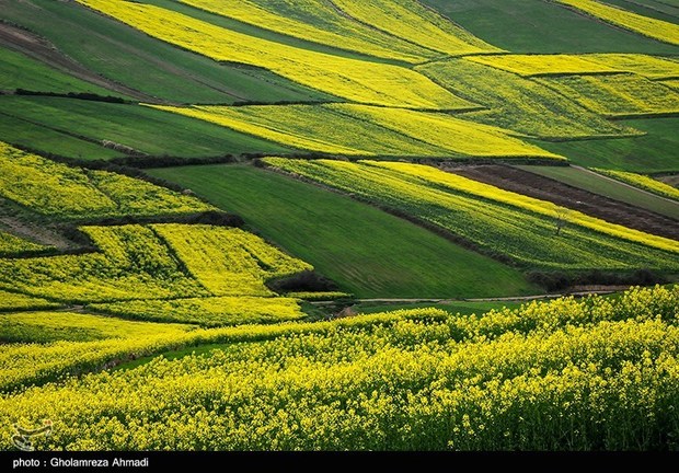 ۹۹۰ هزار تن گندم، جو و کلزا از مزارع استان کرمانشاه برداشت می‌شود