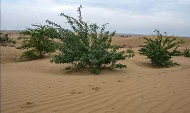200 هکتار درختکاری در حاشیه کویر شهداد در دست اجرا است