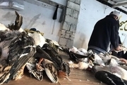 بازار پرندگان وحشی فریدونکنار برای همیشه بسته می‌شود
