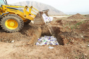 لاشه های مرغ رها شده در شهرستان آبیک دفن بهداشتی شد