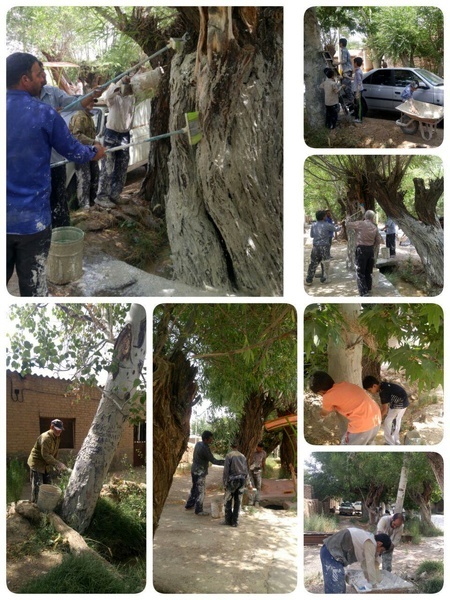 برگزاری همایش بزرگ مردمی مبارزه با آفات درختان شاهجوی بلده
