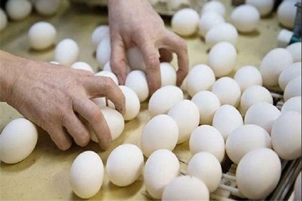 تولید داخلی تخم مرغ در زنجان، به واردات آن پایان داد