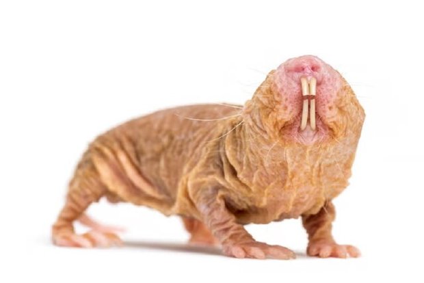 استفاده از ژن یک موجود عجیب برای افزایش طول عمر
