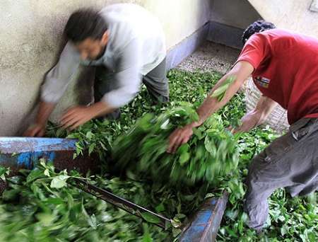 خرید 70 تن برگ سبز چای از چایکاران املش