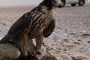 استوری برادر امیر قطر از حضور در ایران و شکار پرنده در جزیره ابوموسی