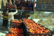 10 مرکز برای خرید حمایتی گوجه فرنگی در هرمزگان اختصاص یافت