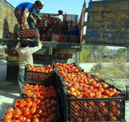 10 مرکز برای خرید حمایتی گوجه فرنگی در هرمزگان اختصاص یافت
