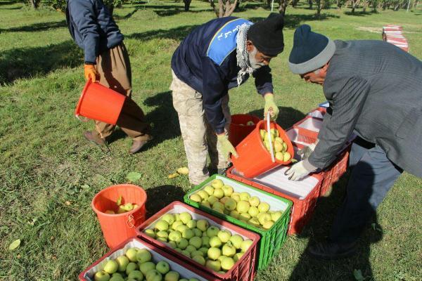 افزایش 20 درصدی تولید سیب در تکاب