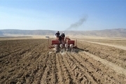 ۳۷ هزار هکتار زمین کشاورزی اهر زیرکشت پاییزه رفت
