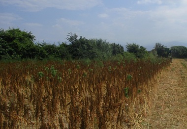 برداشت کینوا در گلستان
