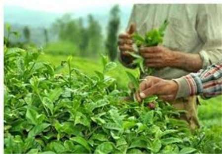 افزون بر 76 هزار تن برگ سبز چای از باغداران شمال کشور خریداری شد