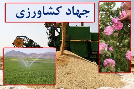پیش بینی برداشت 165 هزار تن گندم از مزارع شمال استان کرمان