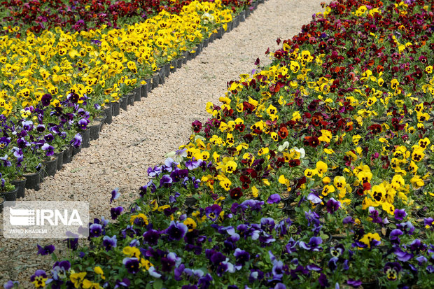 میادین و پارک‌های سنندج با ۳۲ هزار جعبه گل آراسته می‌شود