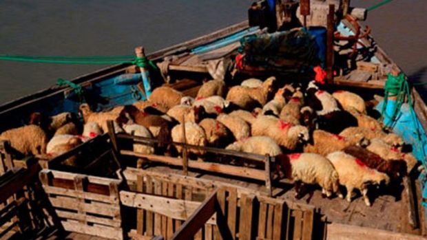 ادعای صادرات گوشت قرمز و دام زنده از آذربایجان‌شرقی تکذیب شد