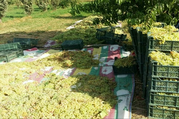 26 هزار تن انگور از تاکستان های میاندوآب برداشت می شود