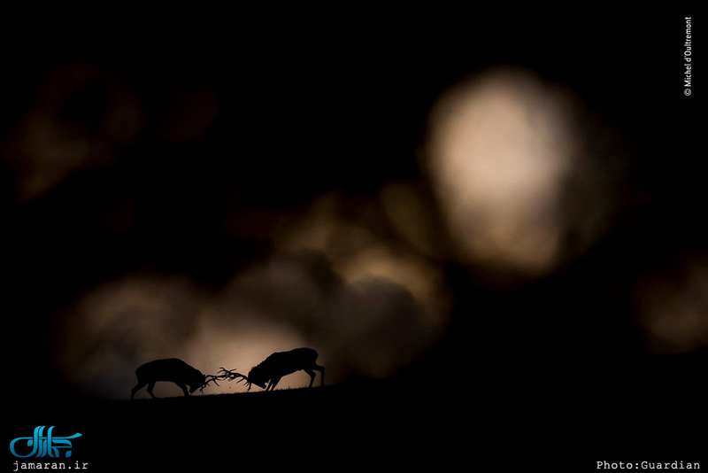 برترین عکس های حیات وحش سال 2018 Wildlife Photographer of the Year 2018 – the winners 