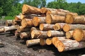 کشف 8 تن چوب جنگلی قاچاق در آمل
