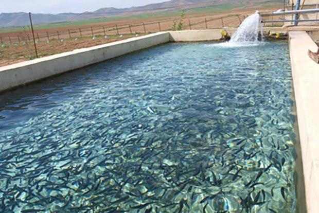 سهمیه تولید ماهی در خراسان شمالی 1600 تن است