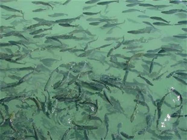 200 هزار بچه ماهی در سدهای گیلانغرب رهاسازی شد