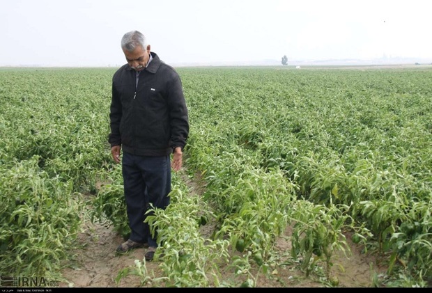 تغییرات جوی 320 میلیارد تومان خسارت به کشاورزی فارس وارد کرد