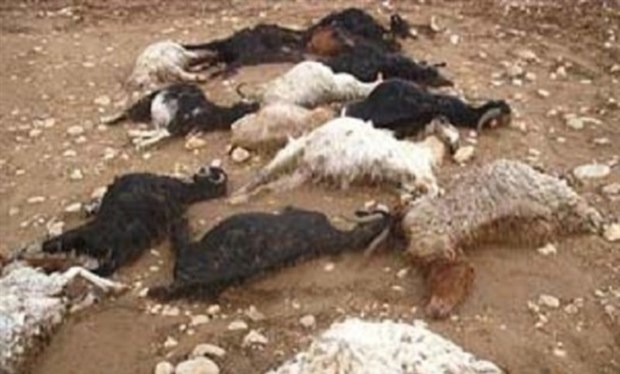 40 راس گوسفند در تایباد مسموم و  تلف شد