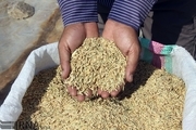 حدود ۷۰۰ تن بذرگواهی شده برنج در گیلان تولید شد