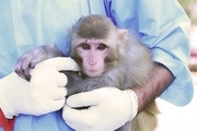 بررسی اثرات سفر فضایی میمون های فضانورد بر سلامت فرزند 
