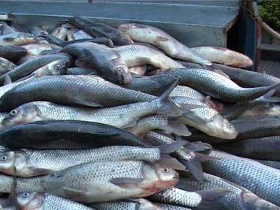 کشف 4800 کیلوگرم ماهی قاچاق در آق قلا