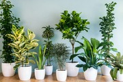 چگونه از گیاهان آپارتمانی در فصل زمستان محافظت کنیم؟