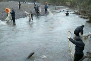کشتار ماهیان تخم ریز در رودخانه های گلستان